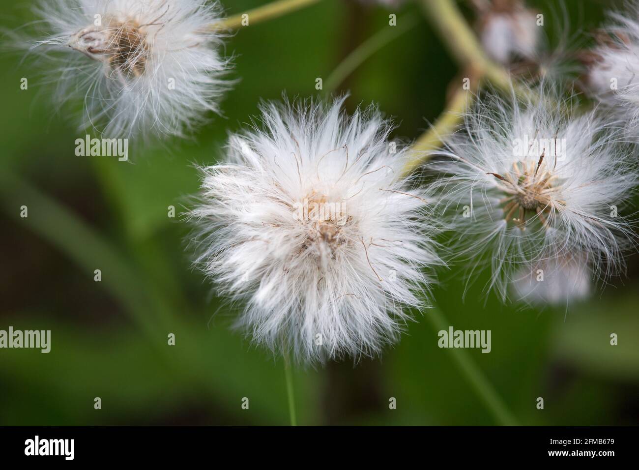 Alaskan Cotton Grass Closeup Eriophorum Stock Photo