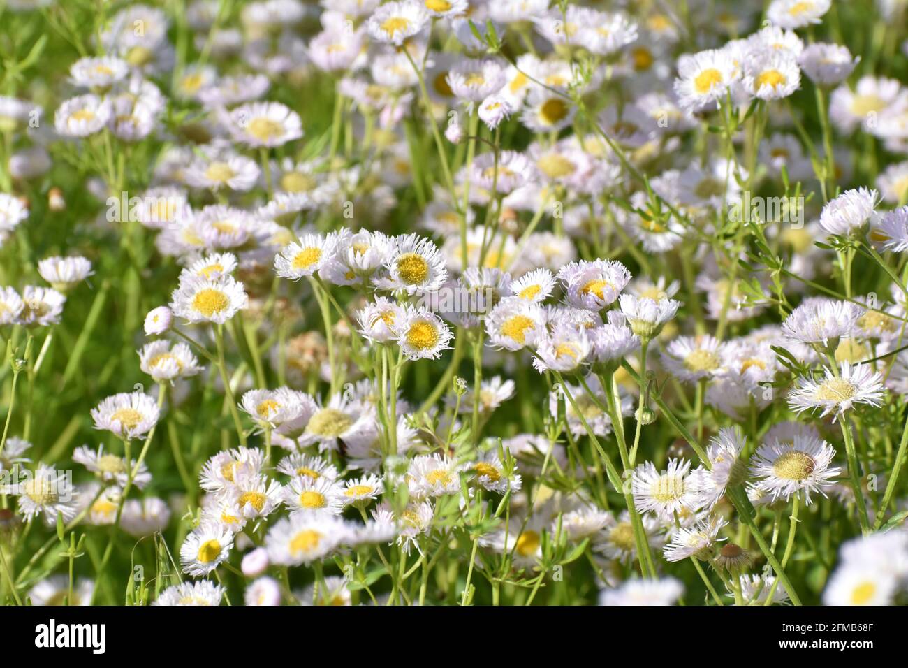 Closeup of white and yellow wildflowers in spring Stock Photo Alamy
