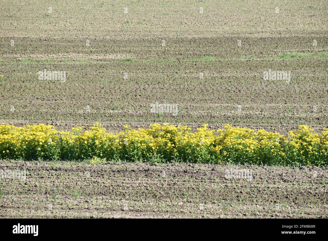 Wildflowers growing in corn field in spring Stock Photo