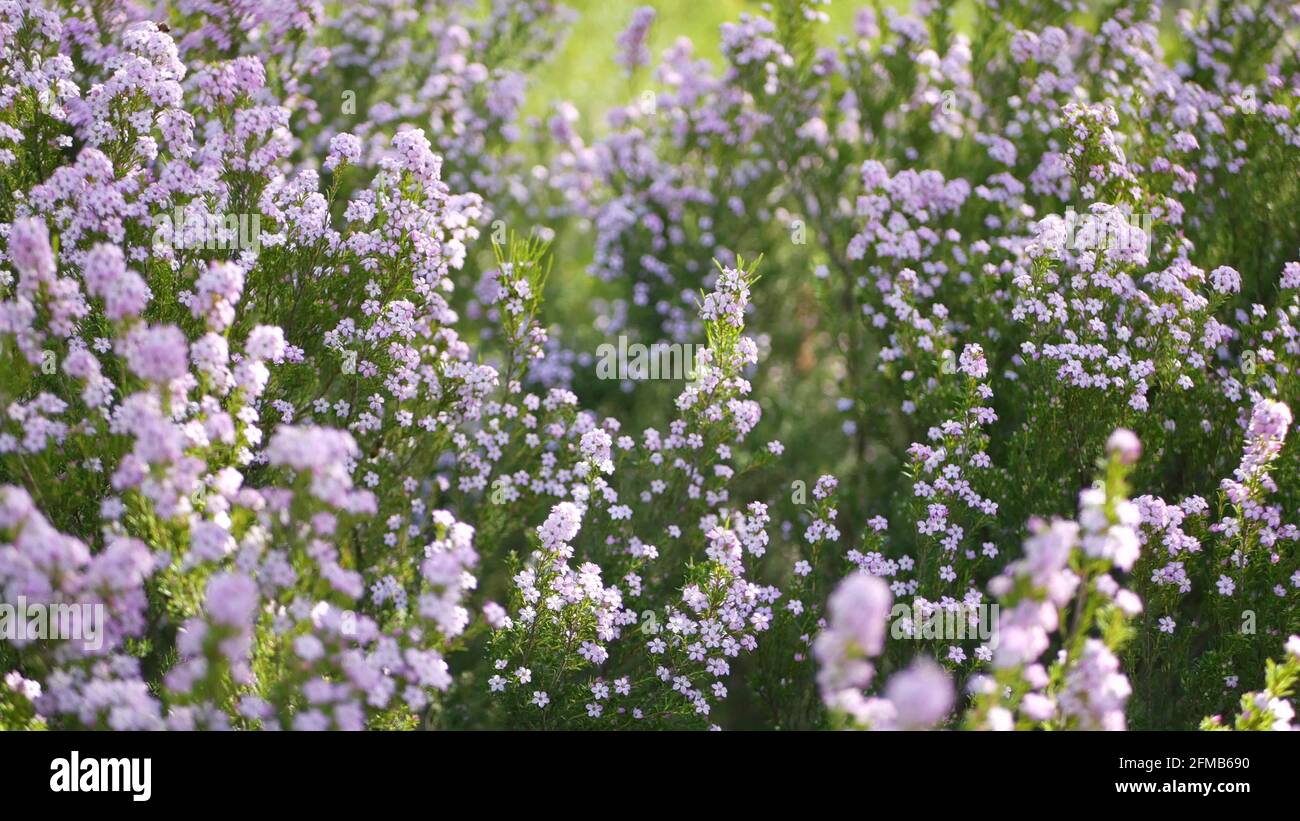 Confetti bush lilac flower, California USA. Coleonema pulchellum, buchu diosma springtime bloom. Home gardening, american decorative ornamental houseplant. Spring blossom natural botanical atmosphere. Stock Photo