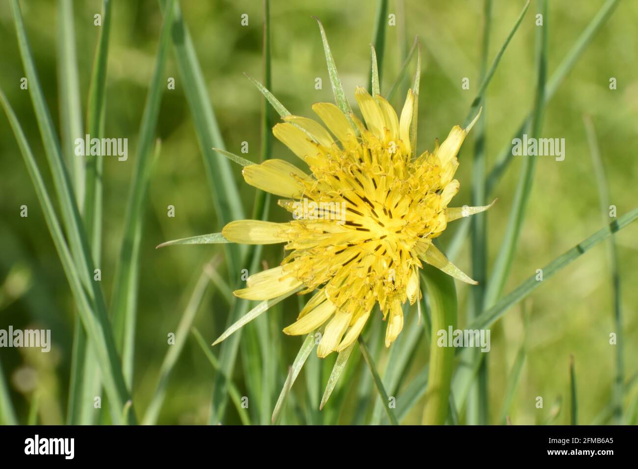 Yellow wildflower closeup with a green background of grass Stock Photo