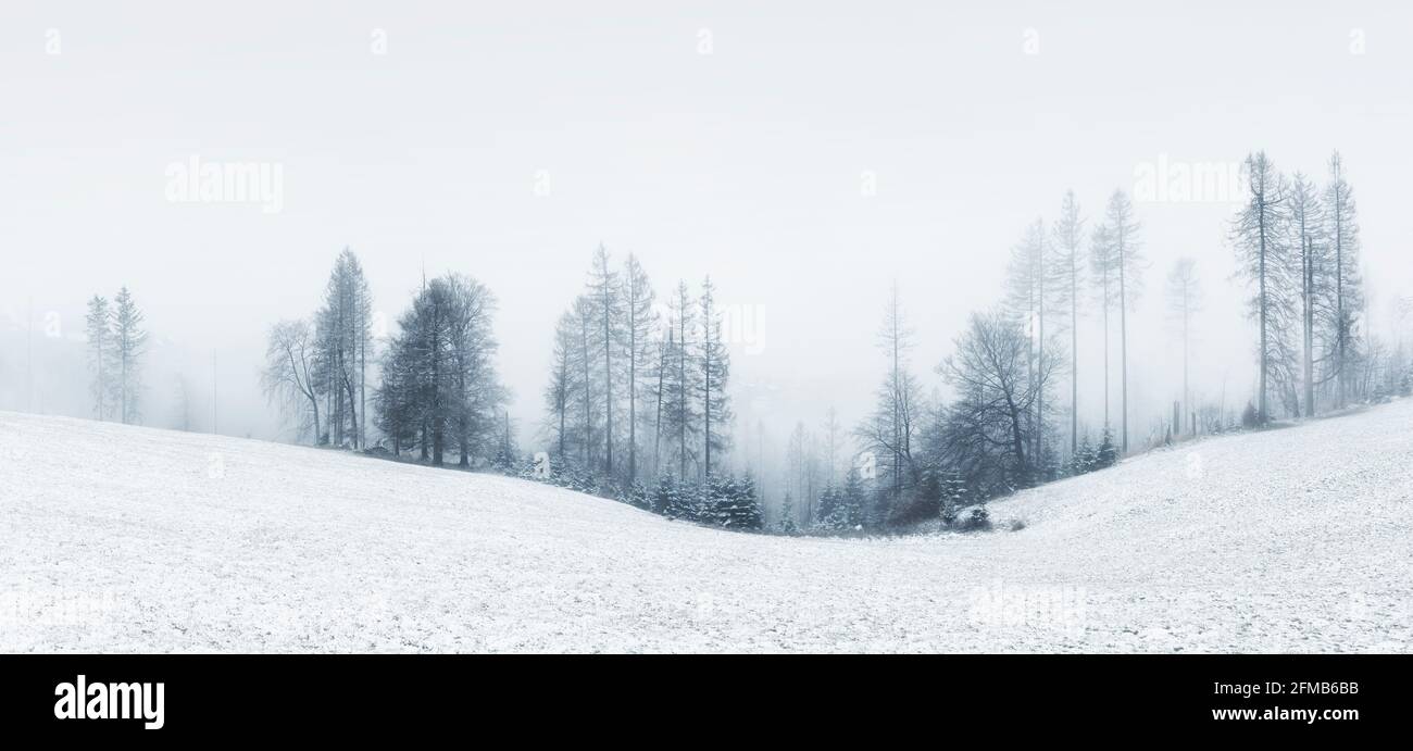 Lonely desolate landscape with fog in winter, bare trees, field with snow, Harz, near the mountain town of Sankt Andreasberg, Lower Saxony, Germany Stock Photo