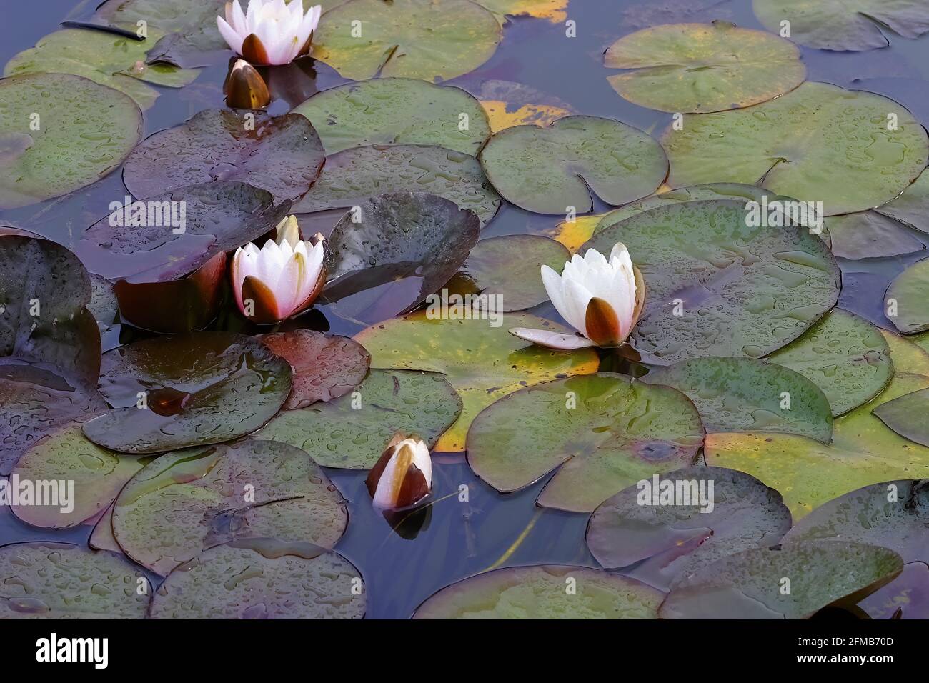 Several water lilies of the species 'Marliacea Carnea' in a water lily pond between large water lily leaves on the pond surface, Nymphaea Hybride Stock Photo