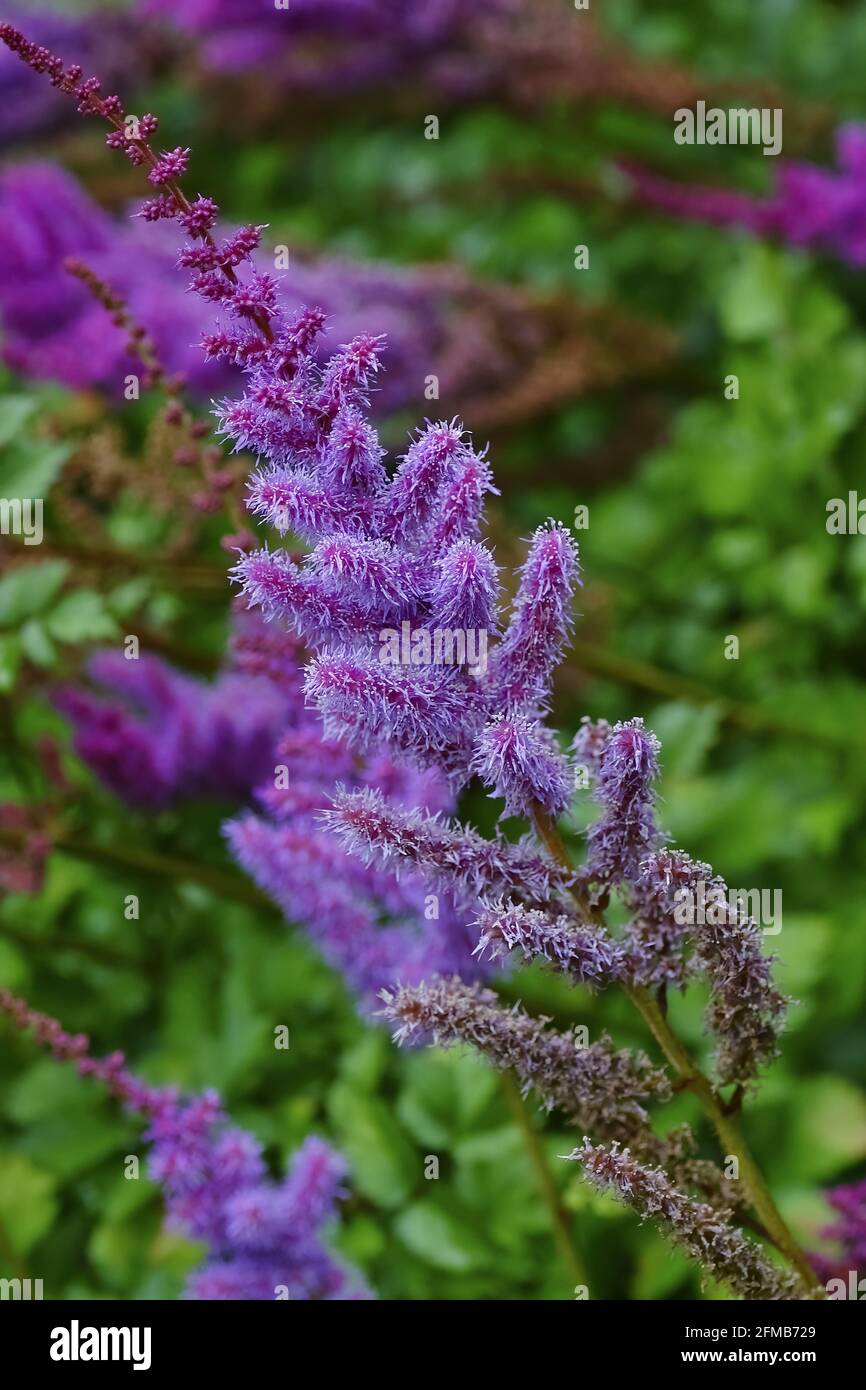 Pimk or purple flowers of astilbe in a garden, Astilbe chinensis Stock Photo Alamy