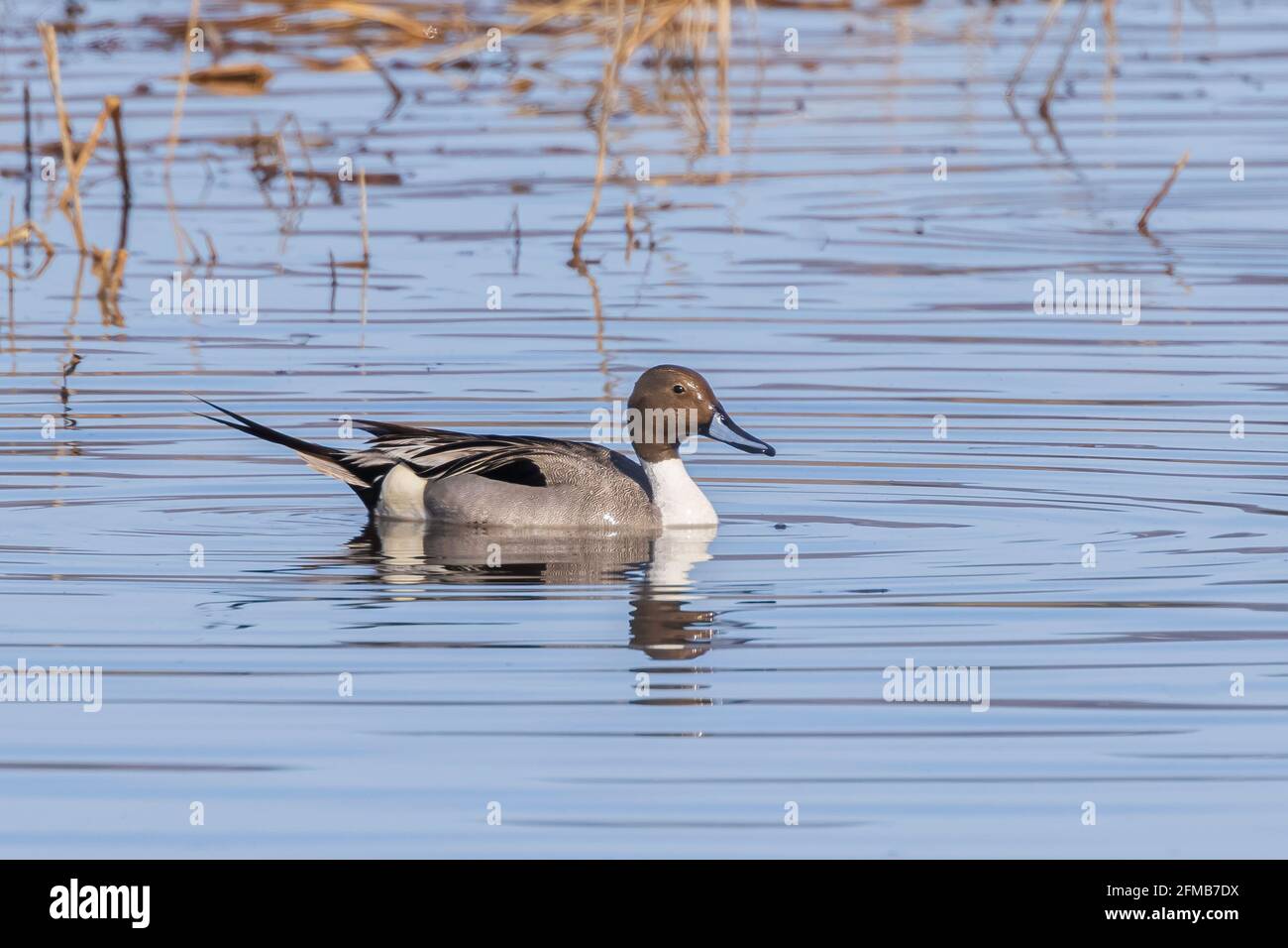 Male Northern Pintail Duck in Water Stock Photo