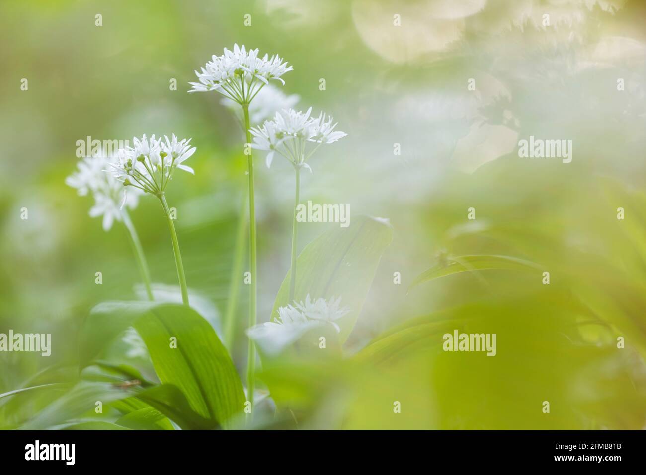 flowering wild garlic, Lower Austria, Austria Stock Photo