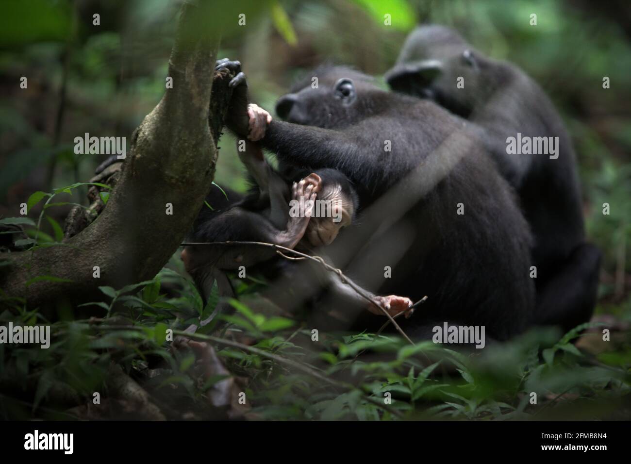 Crested macaques (Macaca nigra) with an offspring in Tangkoko Nature Reserve, North Sulawesi, Indonesia. Weaning period of a crested macaque infant--from 5 months of age until 1-year of age--is the earliest phase of life where infant mortality is the highest. Primate scientists from Macaca Nigra Project observed that '17 of the 78 infants (22%) disappeared in their first year of life. Eight of these 17 infants' dead bodies were found with large puncture wounds.' Stock Photo