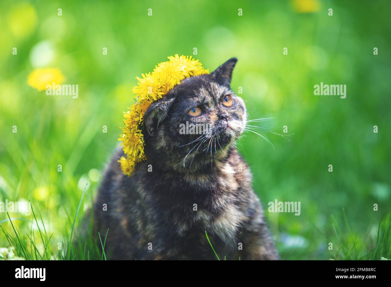Little tortoiseshell kitten sitting on the grass in the spring garden. Cat crowned dandelion flower chaplet Stock Photo