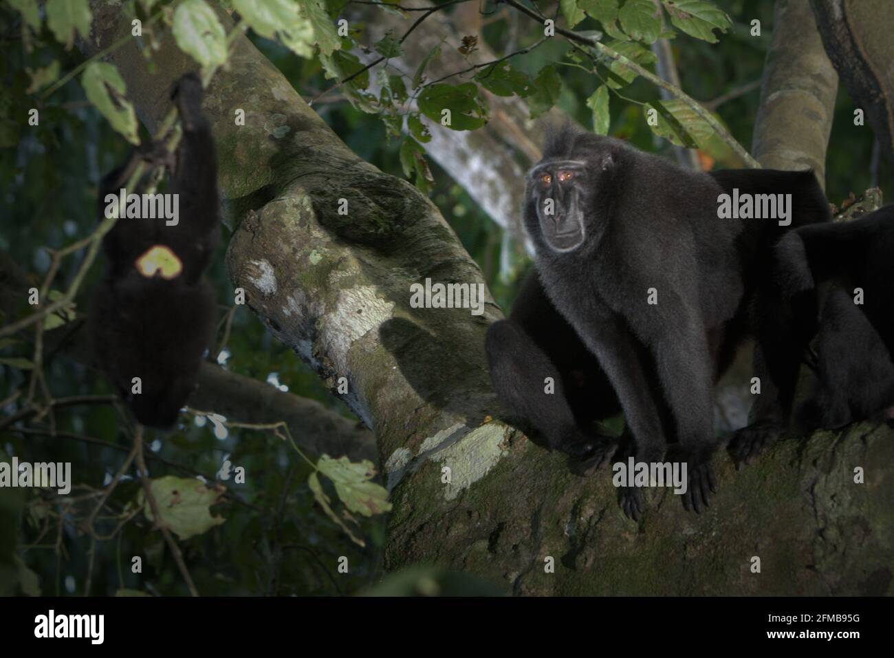 Macaque behavioural activity hi-res stock photography and images - Alamy
