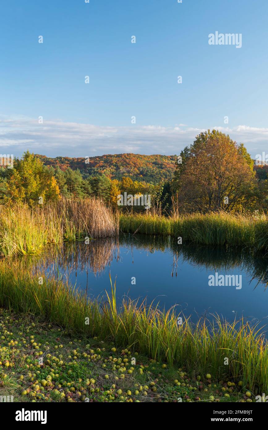 autumn landscape in southern Burgenland, pond, Jennersdorf, Burgenland, Austria Stock Photo