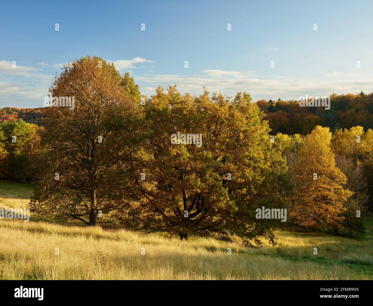 autumn landscape in southern Burgenland, Jennersdorf, Burgenland, Austria Stock Photo