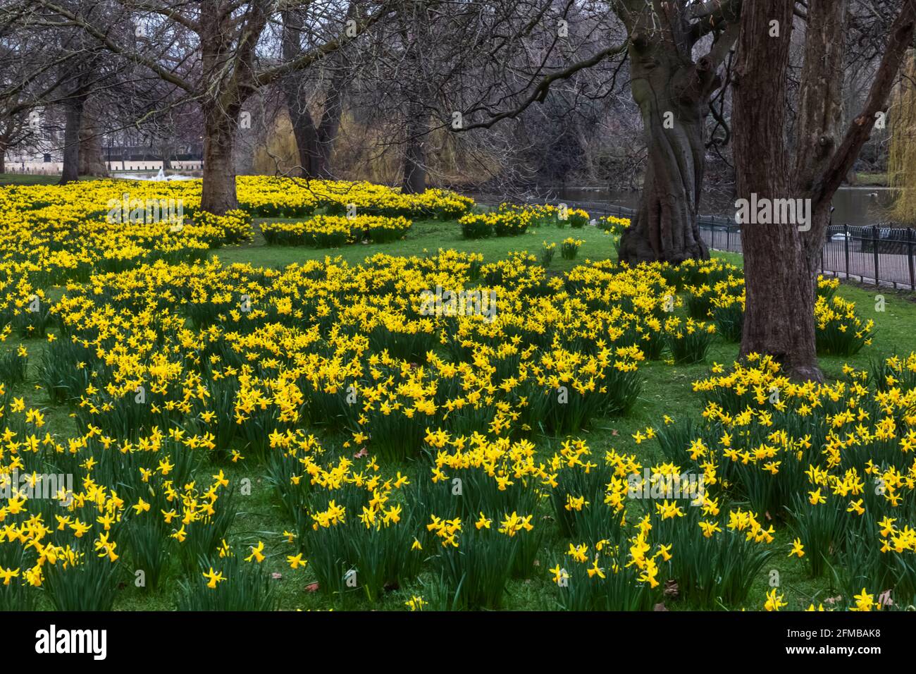 England, London, Westminster, St.James's Park, Daffodils in Spring
