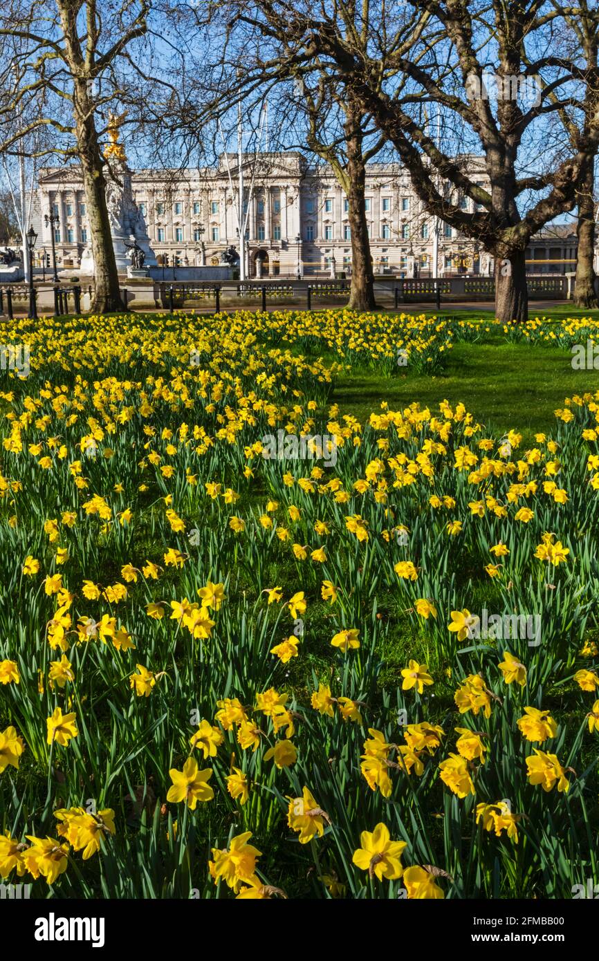 England, London, Westminster, Green Park, Yellow Daffodils and Buckingham Palace Stock Photo