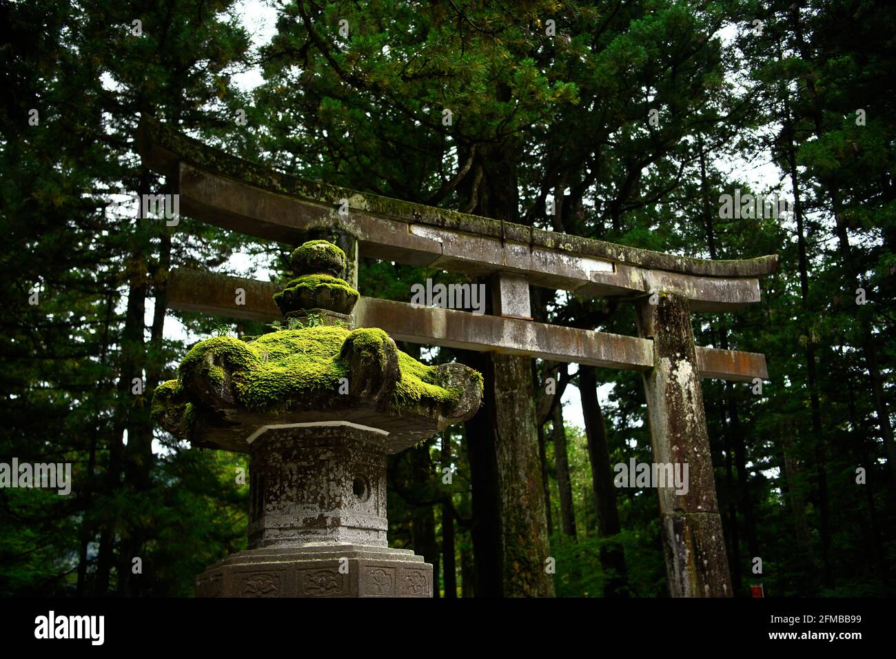 Japanese style stone lanterns are covered with green moss to make them look old and magical, the background is a Torii temple gates and trees in the s Stock Photo