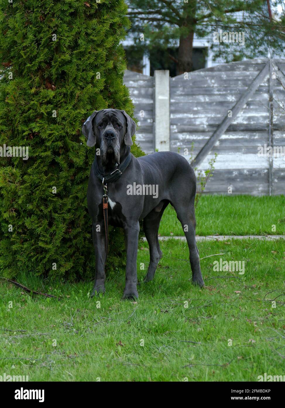 Graden dog pics 2025