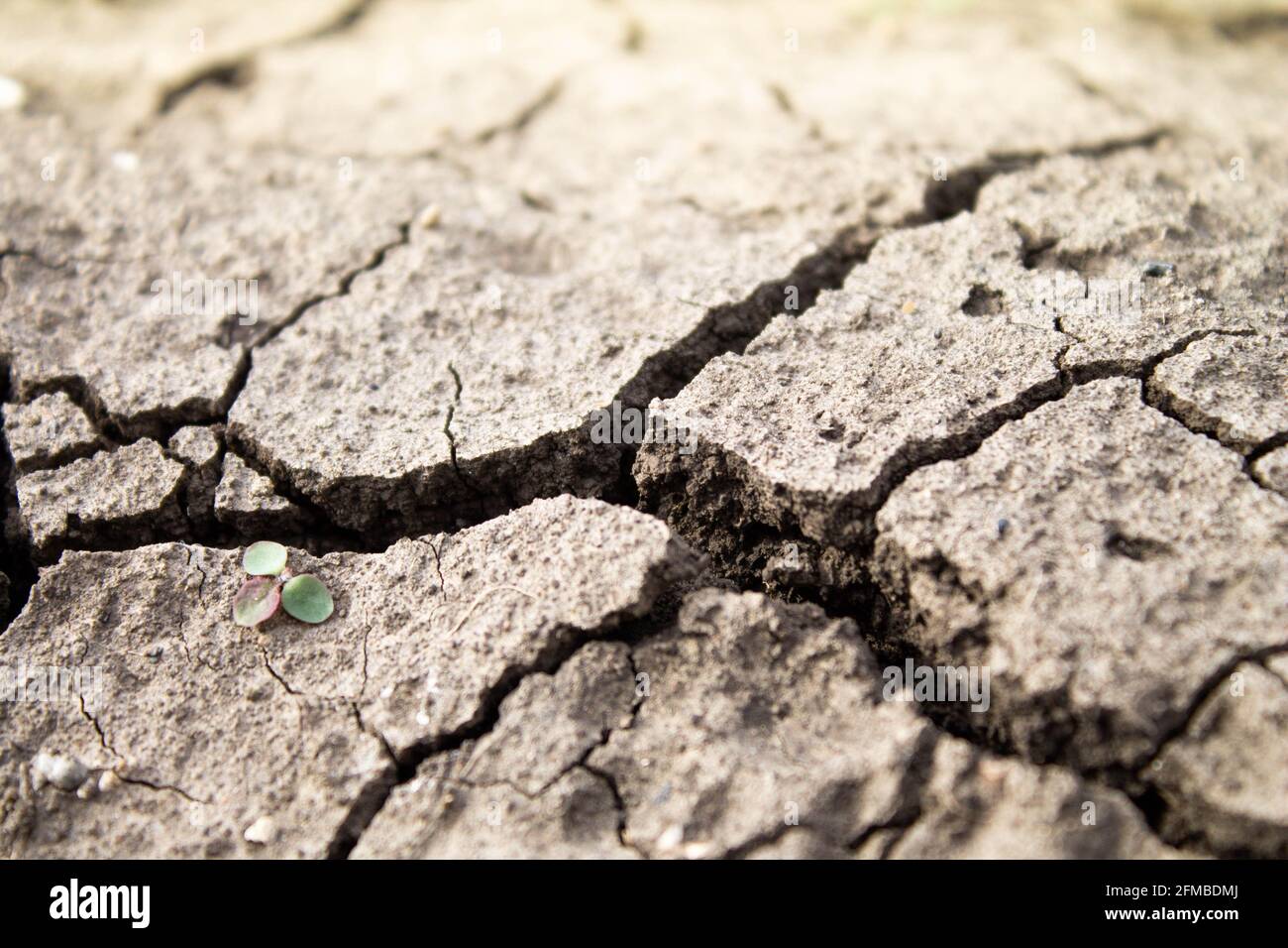 Deep cracks in the ground. The dry ground cracked. Black soil with deep