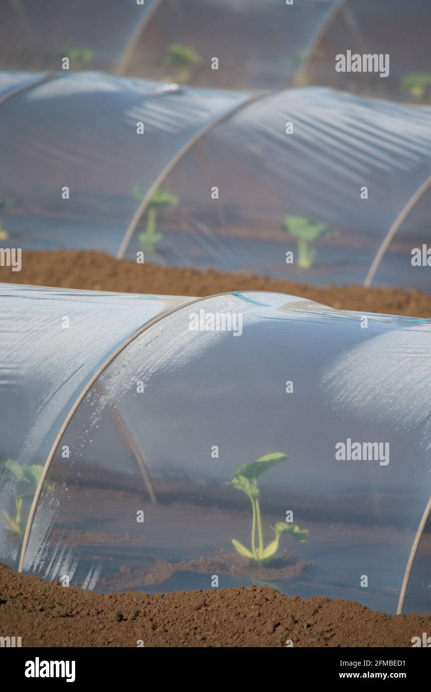 Young pumpkin plant growing inside a plastic tunnel Stock Photo