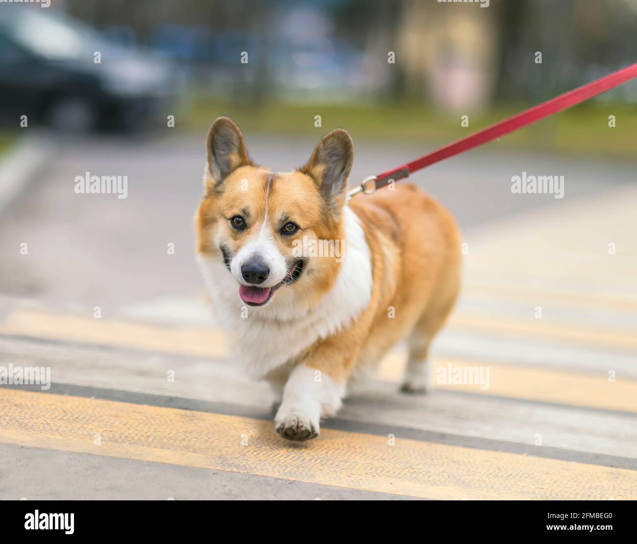 Corgi leash hotsell