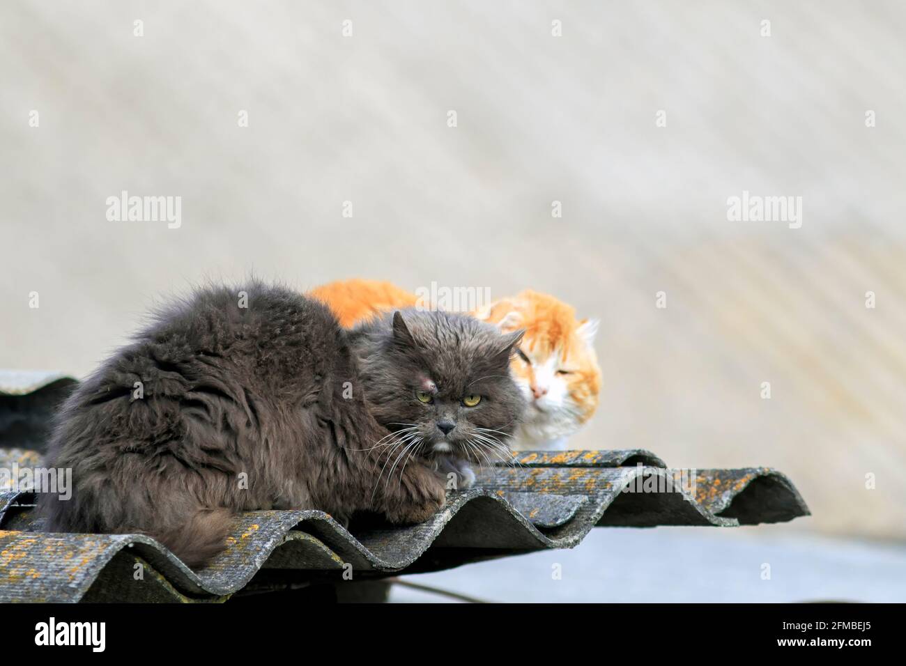 two rival cats lie and rest on the roof after a fight in the spring on the street Stock Photo