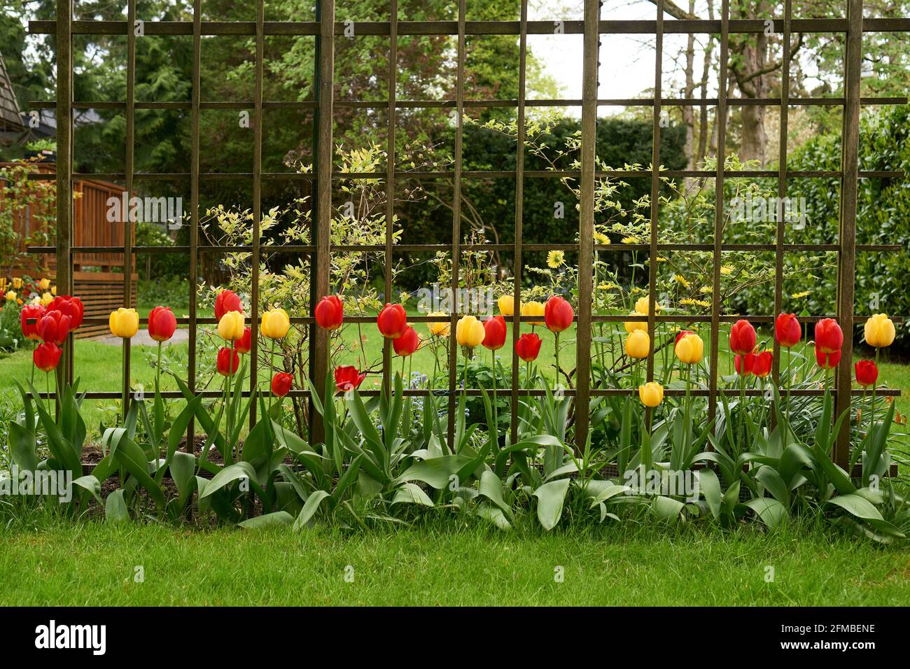 A row of red and yellow tulips blooming in a garden in spring against a wooden trellis Stock Photo