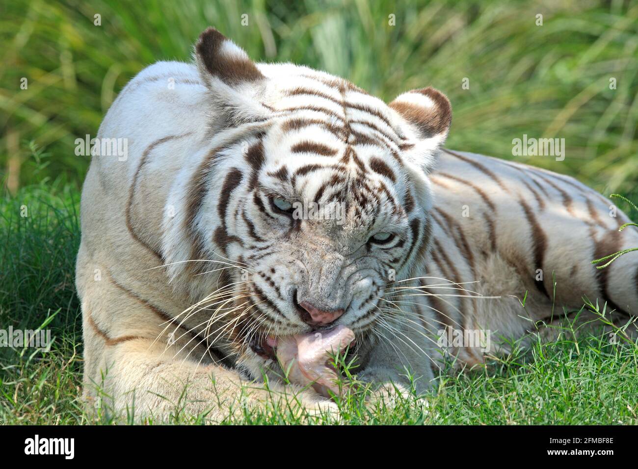 White Bengal Tiger, Panthera tigris. The animal is eating. Stock Photo