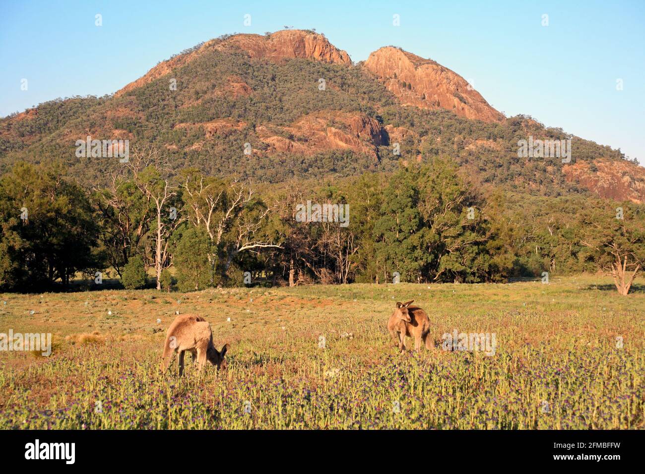 Two Eastern Grey Kangaroos, Macropus giganteus, standing in front of Belougery Split Rock, Warrumbungle National Park, near Coonabarrabran Stock Photo