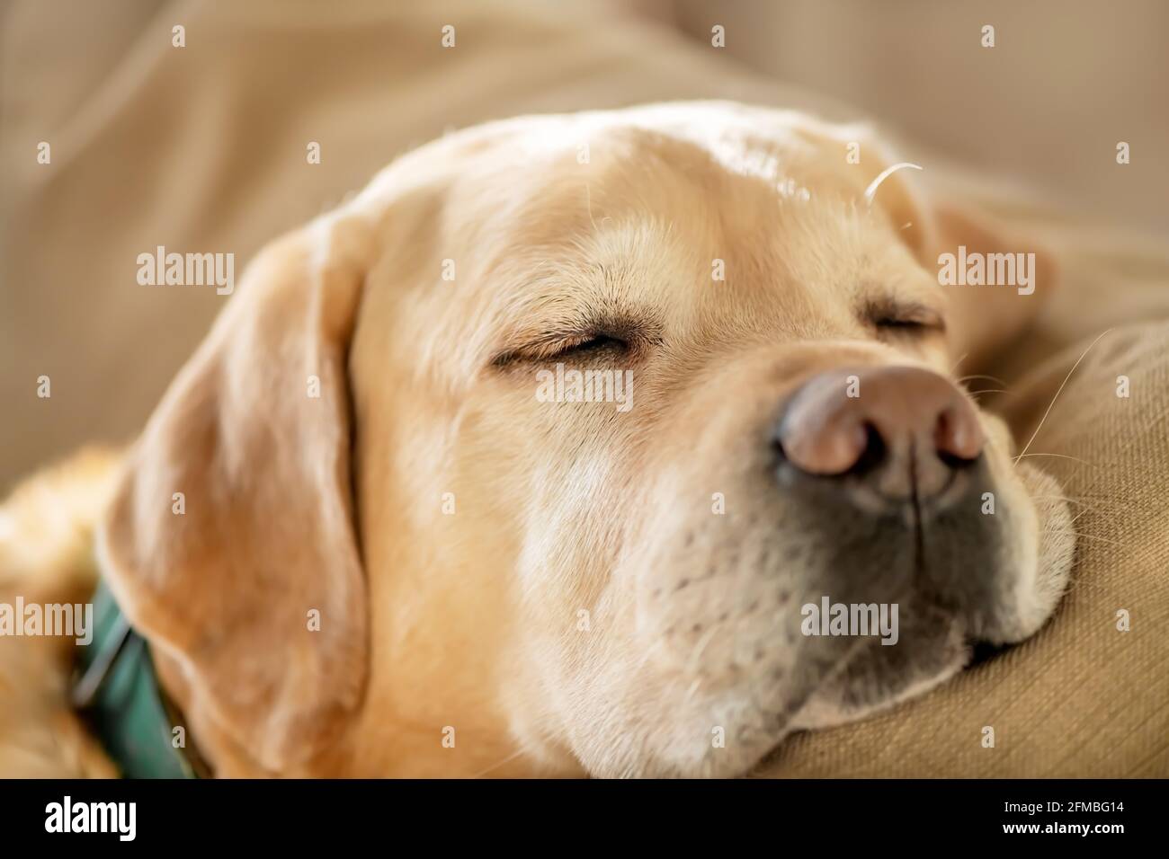 Portrait of cute Labrador dog sleeping on the couch. Sunny day photo. Domestic animal close up photo Stock Photo