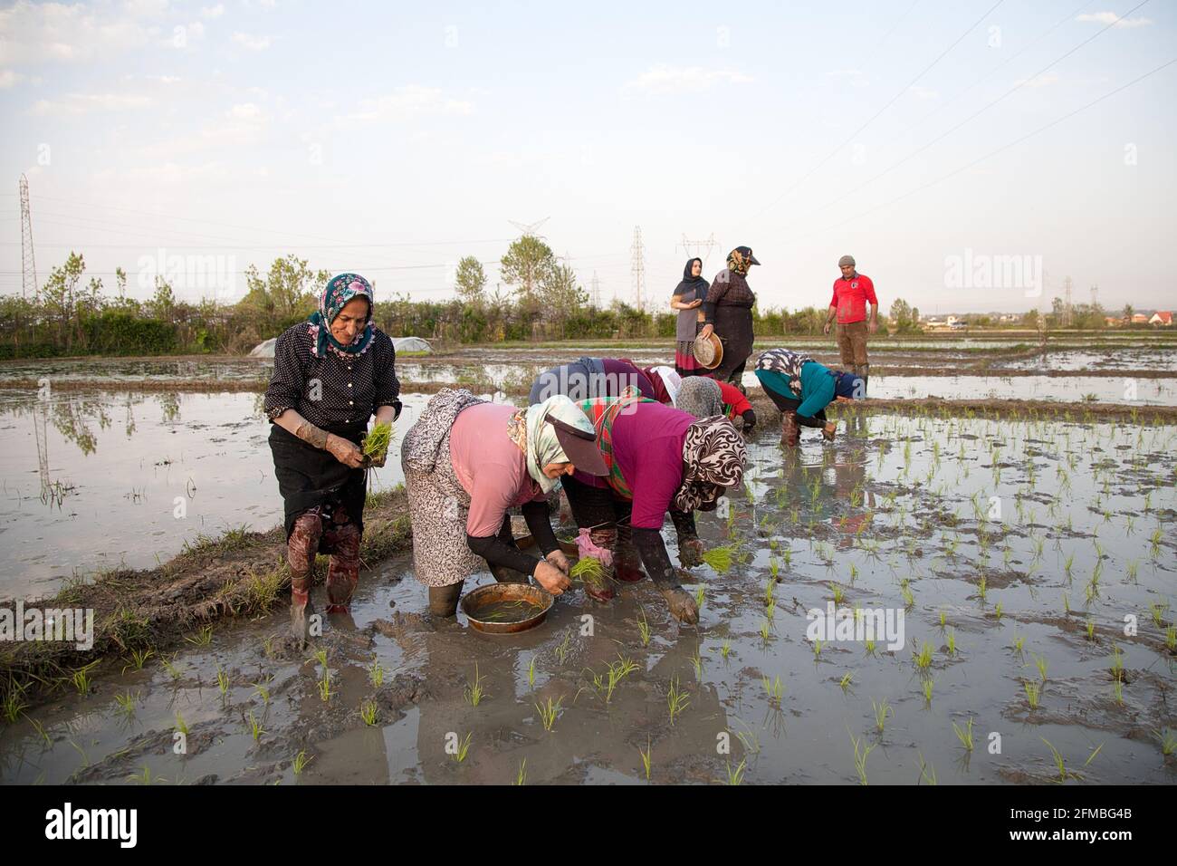 During the cultivation period, women in rubber boots stand almost knee-deep in water and mud on the rice field and plant the tufts of rice one by one in the muddy ground - sometimes at 40 degrees Celsius and high humidity. Stock Photo