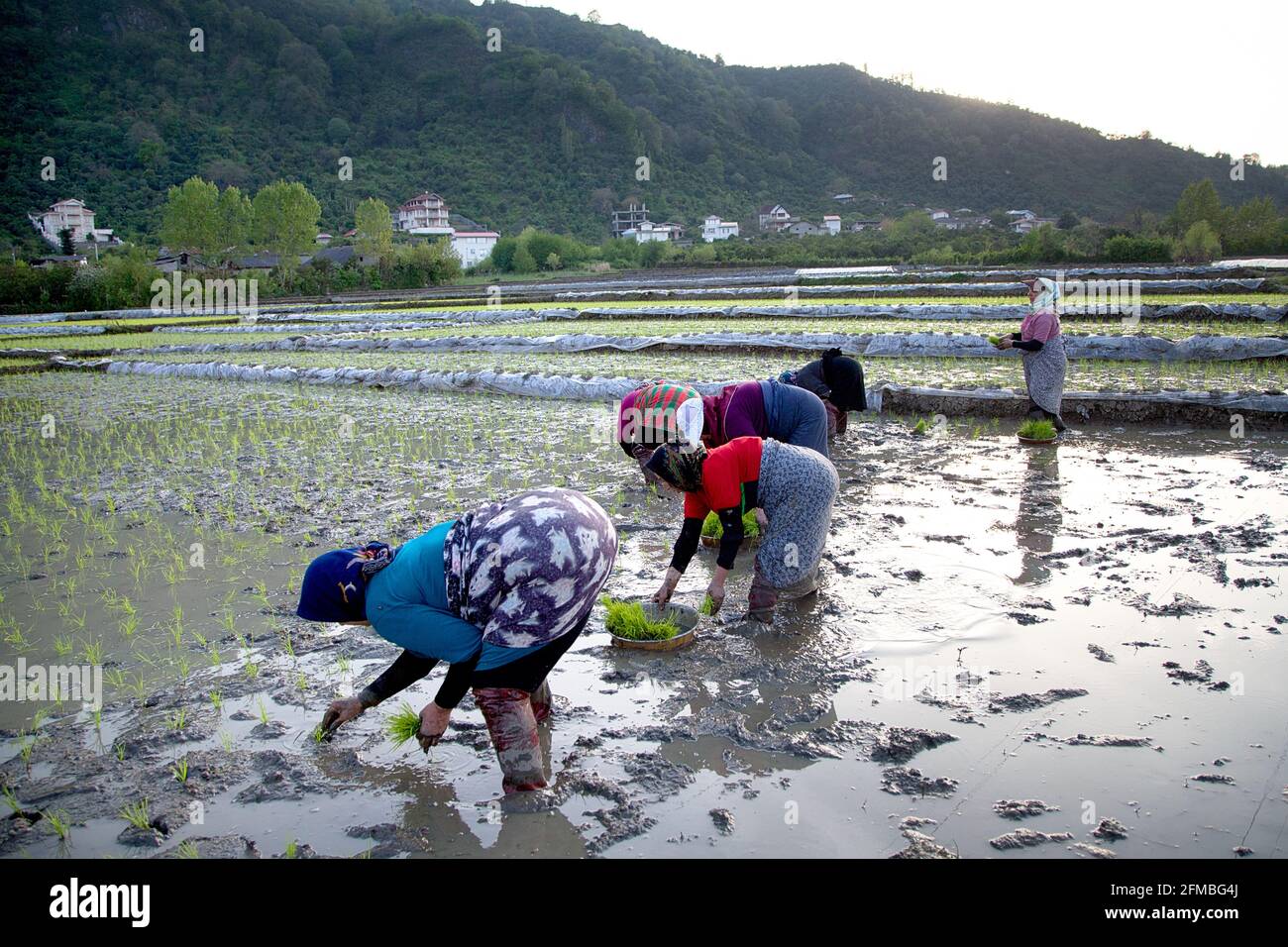 During the cultivation period, women in rubber boots stand almost knee-deep in water and mud on the rice field and plant the tufts of rice one by one in the muddy ground - sometimes at 40 degrees Celsius and high humidity Stock Photo