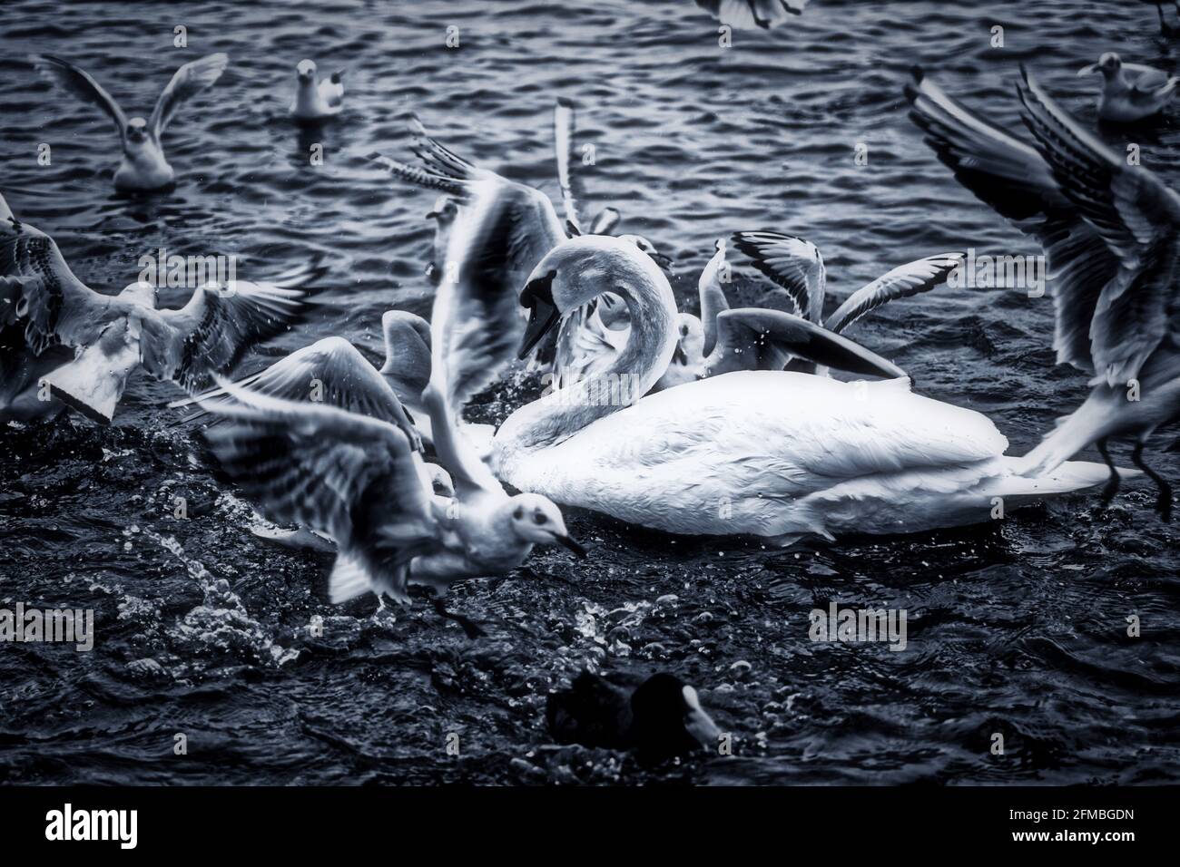 Feeding swan, seagulls and ducks Stock Photo Alamy
