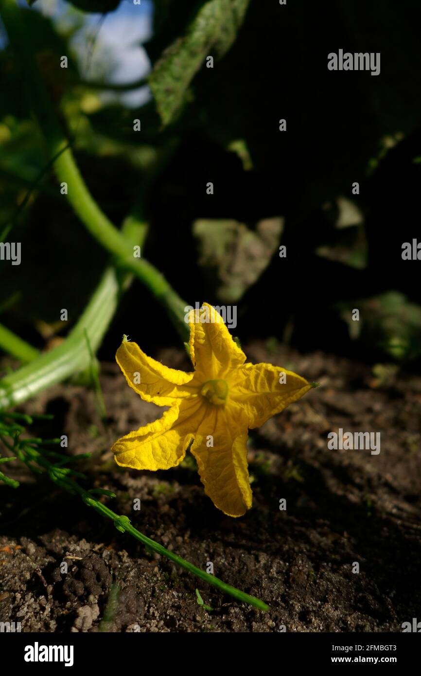 Garden plants, yellow flowers of a wax bean Stock Photo