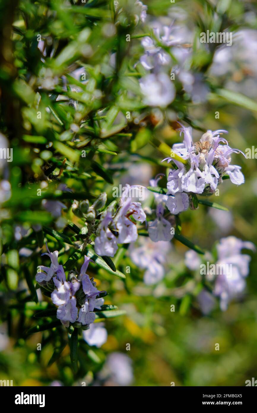 Rosemary blooms hires stock photography and images Alamy