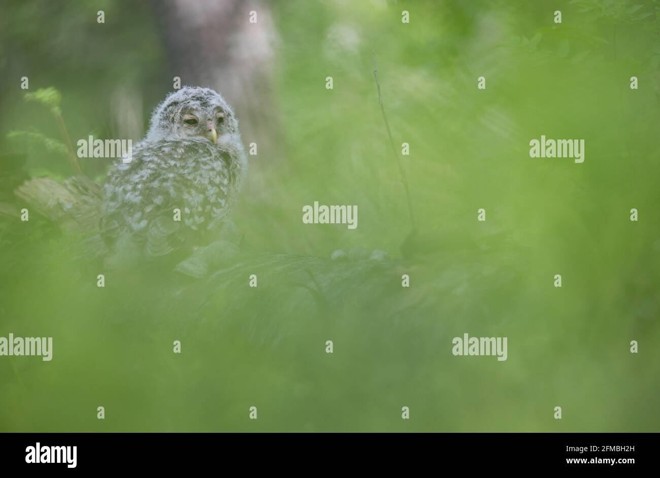 Nestling of a Ural Owl in Finland. Stock Photo