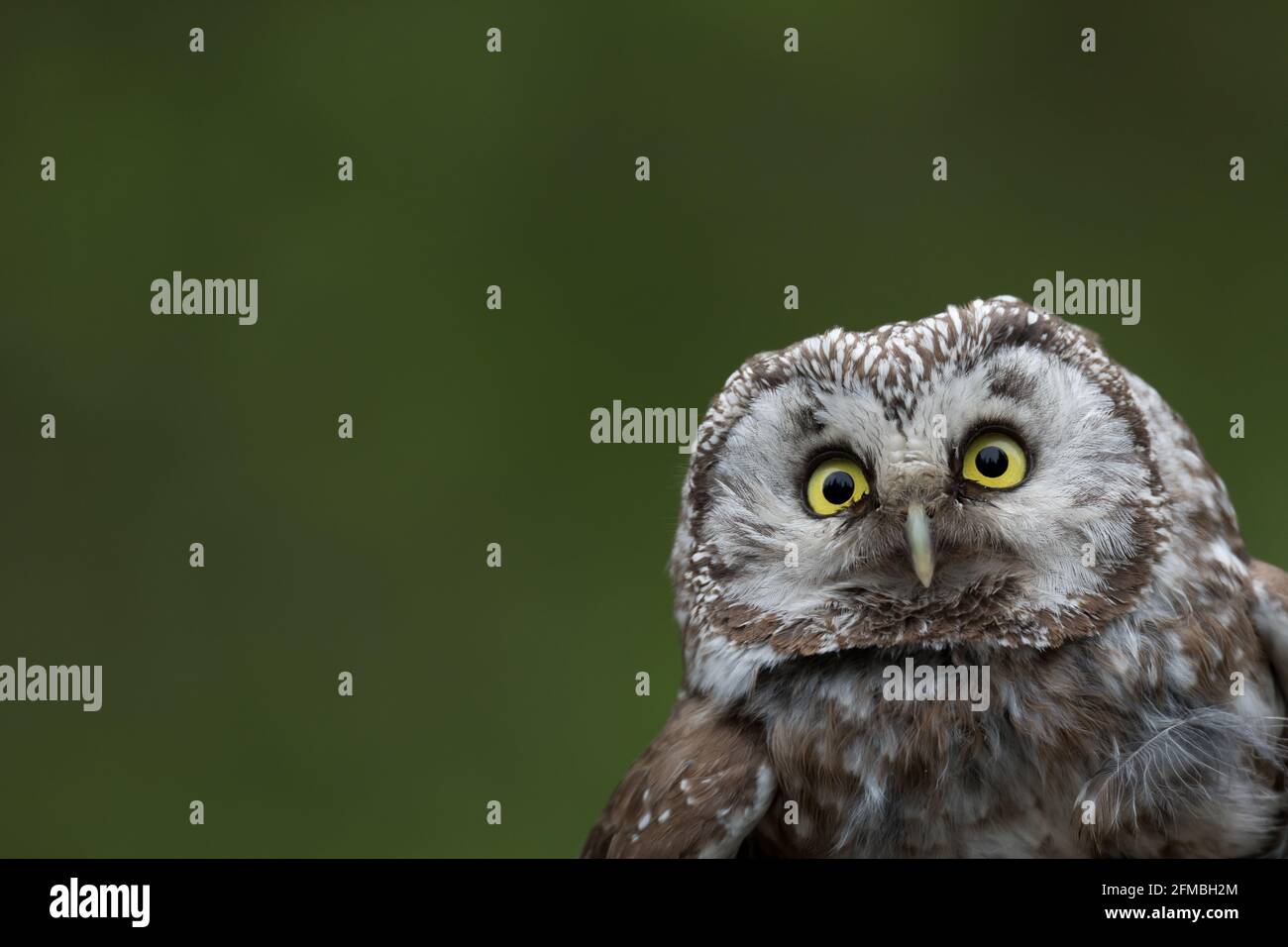 Portrait of an owl from Finland. Stock Photo