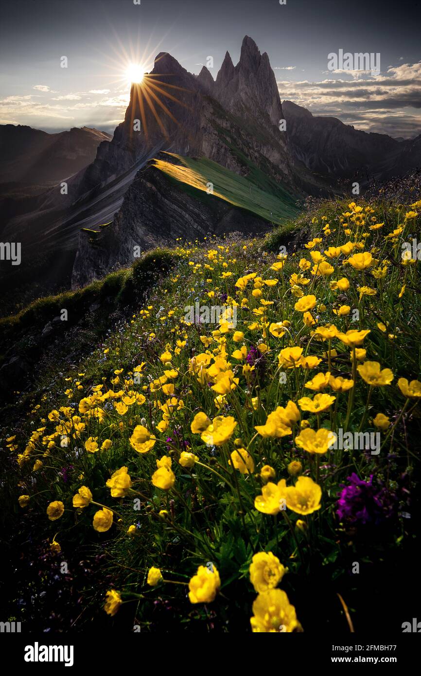 Summer Sunrise On Seceda In The Dolomites Stock Photo Alamy
