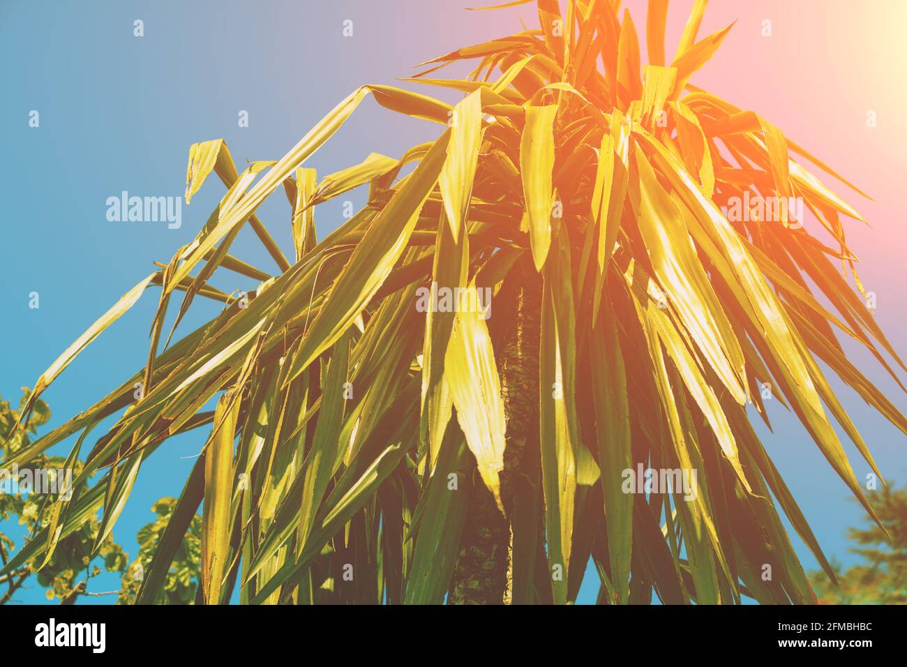 Yucca palm against a blue sky Stock Photo