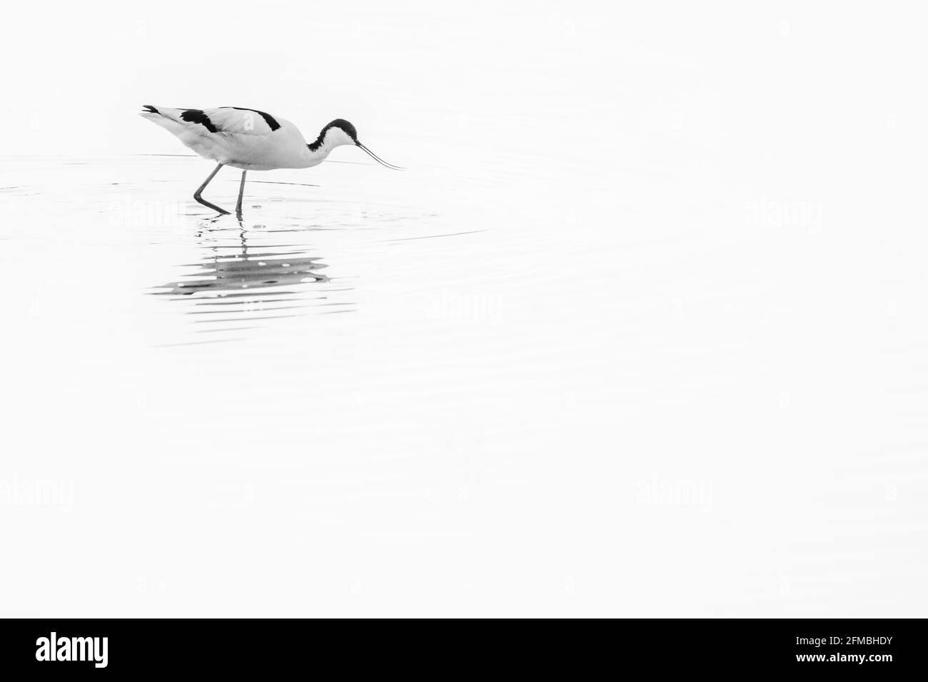 Avocets foraging for food. Stock Photo