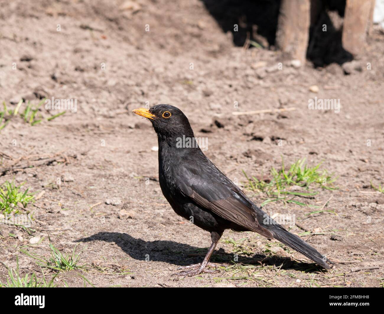The blackbird is a medium-sized passerine bird of the thrush family. It is a native breeding bird in Europe, Asia and North Africa Stock Photo