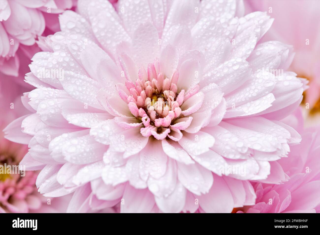 pink flower with its delicate blossoms in spring Stock Photo - Alamy