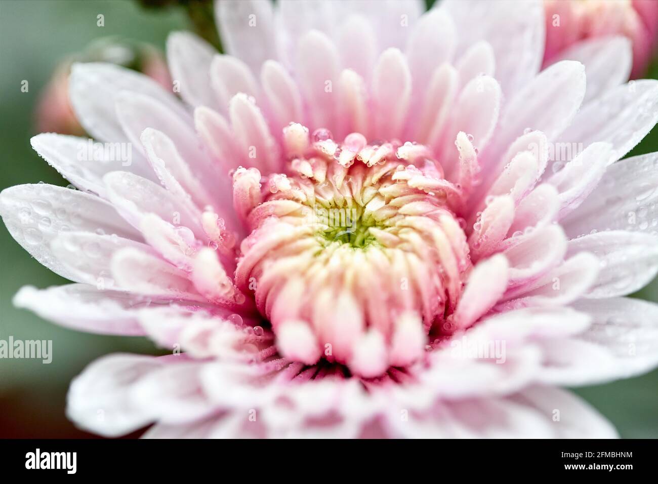 pink flower with its delicate blossoms in spring Stock Photo - Alamy
