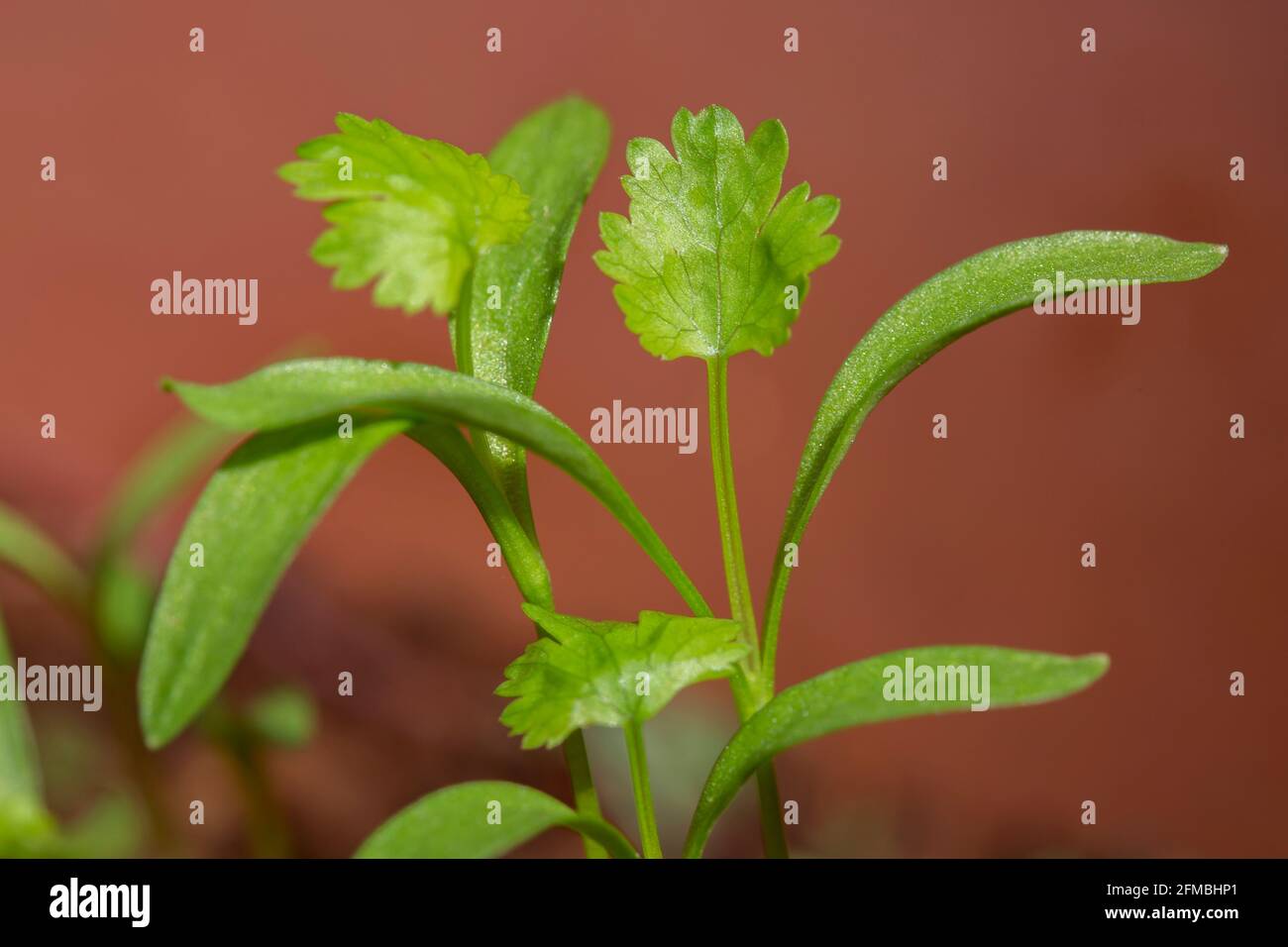 germinating young coriander plants Stock Photo Alamy