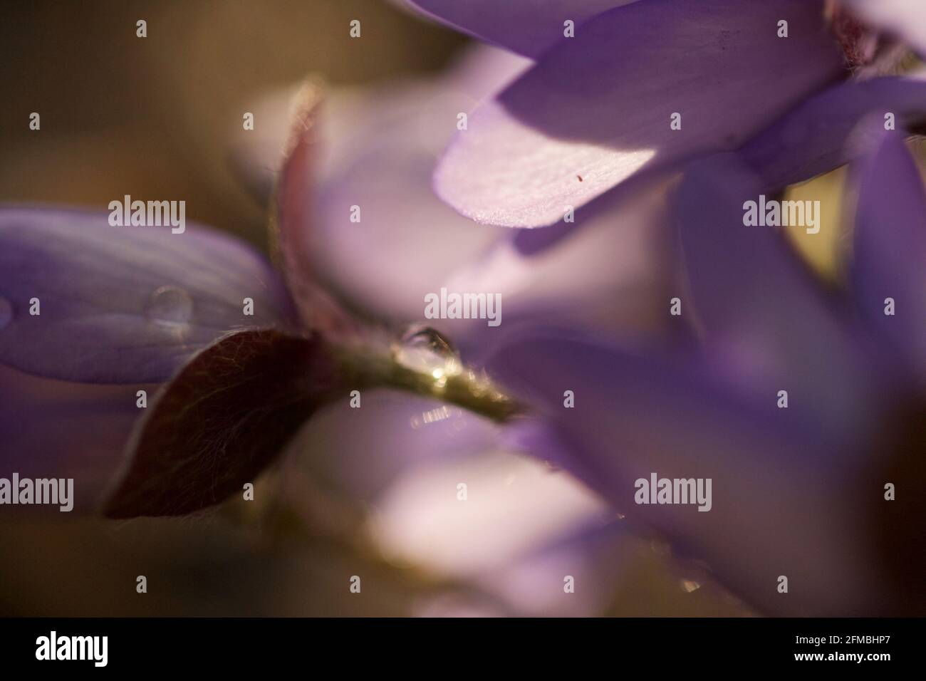 Anemone hepatica, (Hepatica nobilis), bokeh soft background, Finland Stock Photo