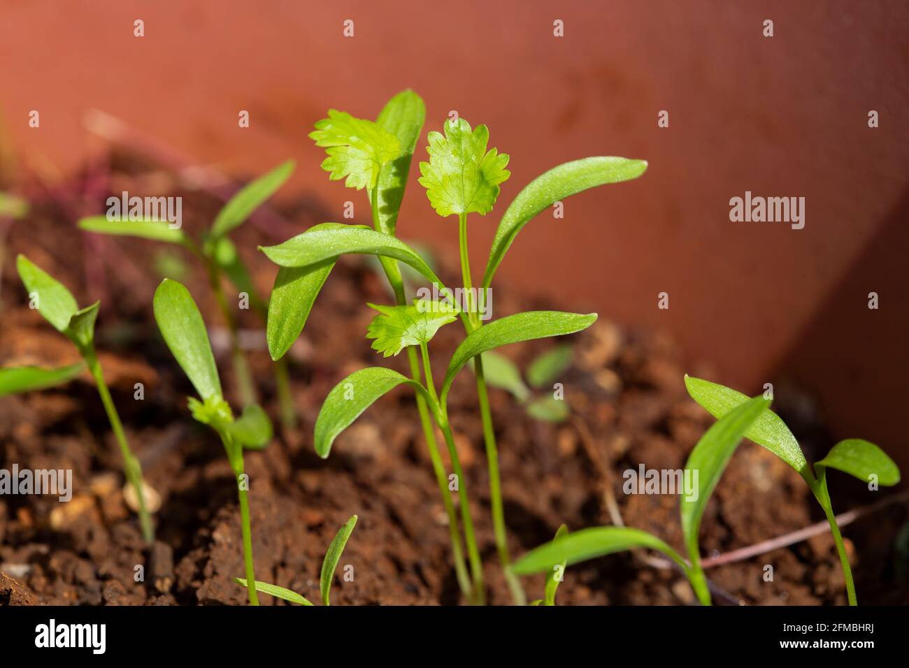 germinating young coriander plants Stock Photo Alamy