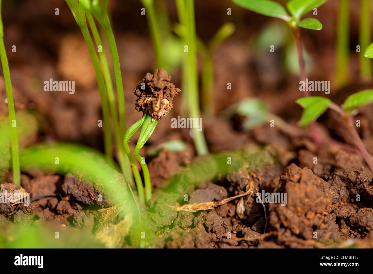 germinating young coriander plants Stock Photo Alamy