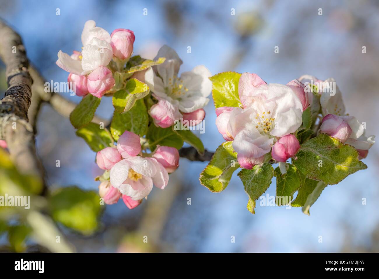 Apple blossoms Stock Photo
