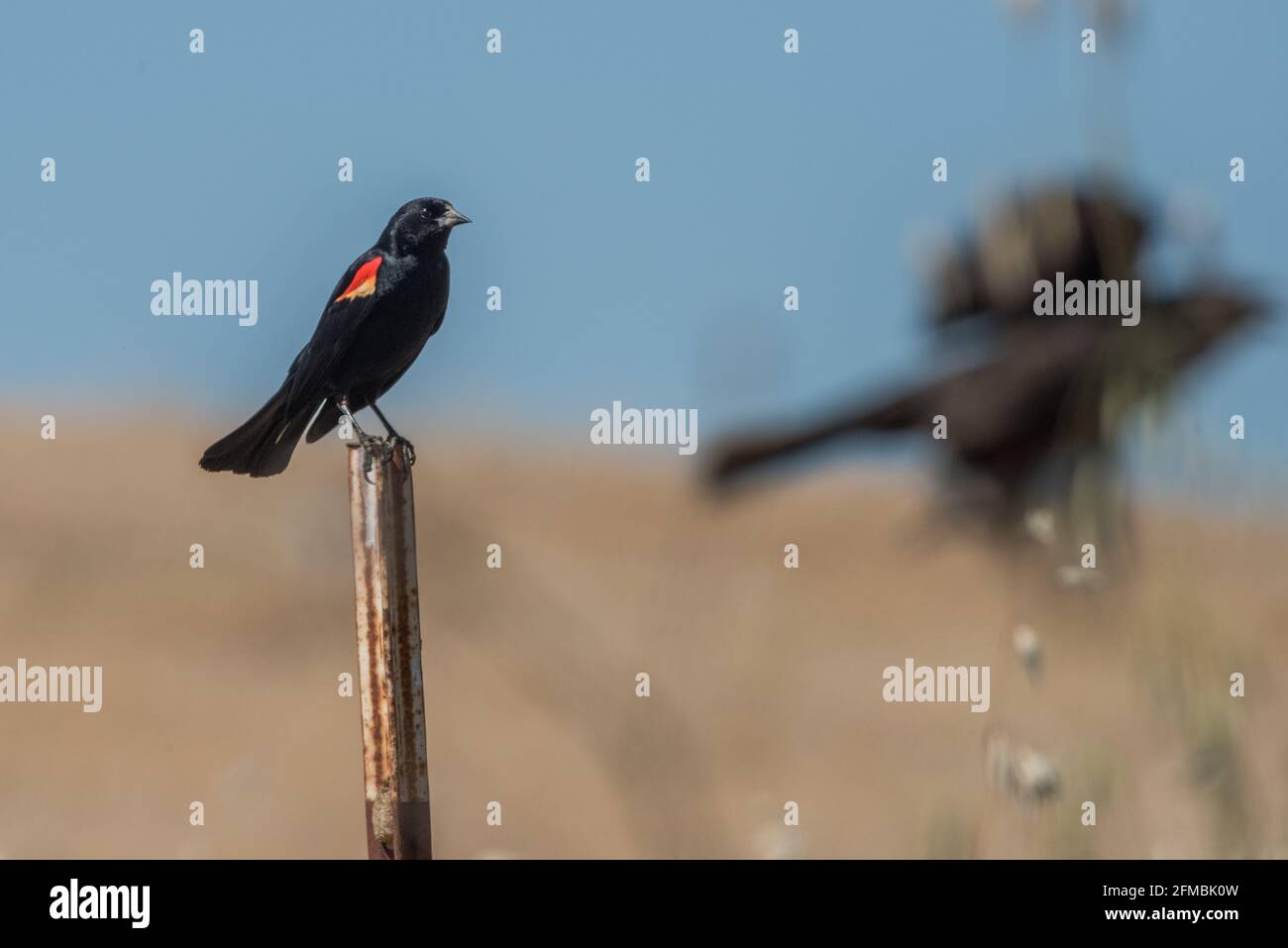A redwinged blackbird (Agelaius phoeniceus), one of the most common