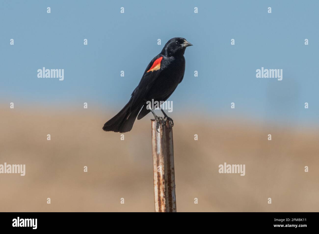 A redwinged blackbird (Agelaius phoeniceus), one of the most common