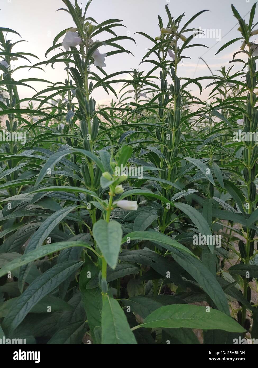 Sesame seed Farm, Sesamum crops growing in green farmland, Till