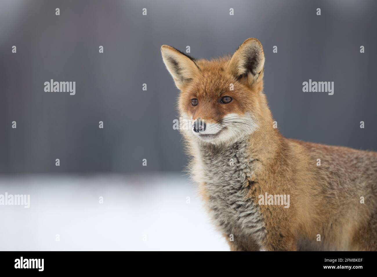 Rotfuchs,Vulpes vulpes, red fox Stock Photo - Alamy