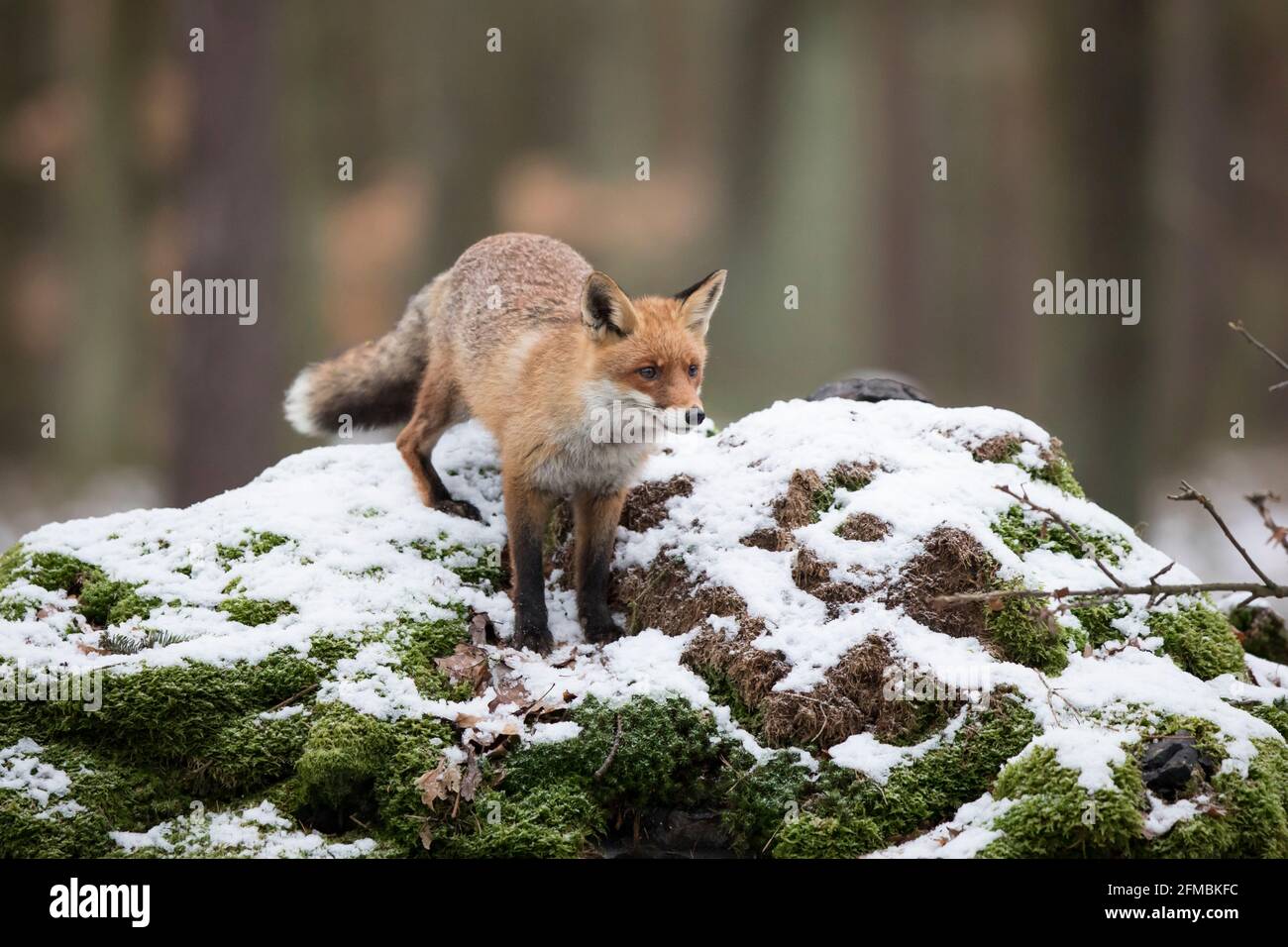 Rotfuchs,Vulpes vulpes, red fox Stock Photo